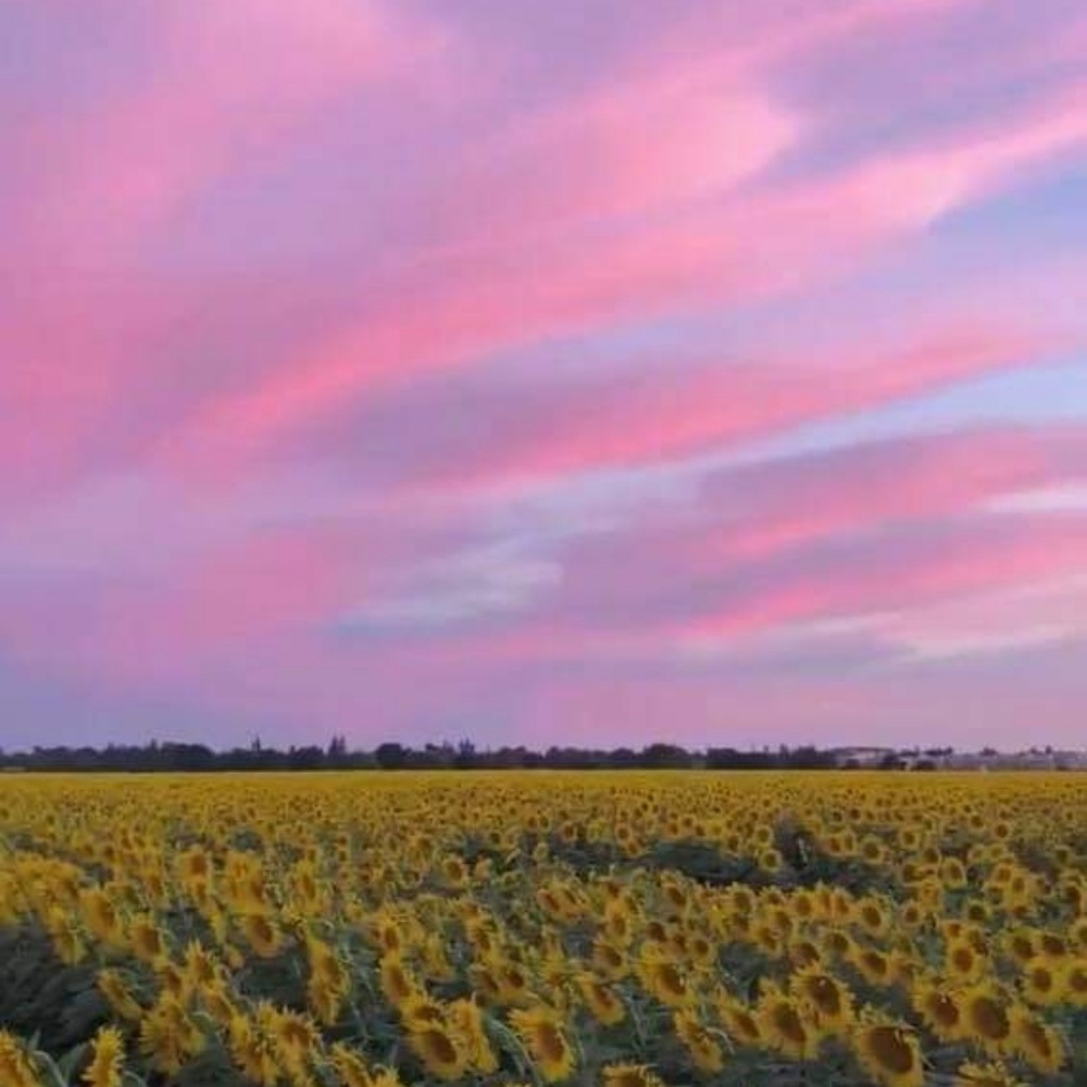 Meet your Posher, Ashli